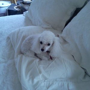 Meet your Posher, Darlene